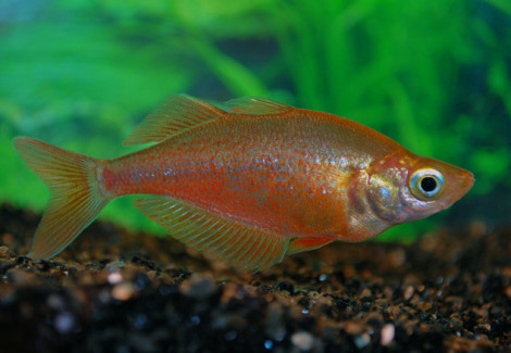 Glossolepis Incisus S/M