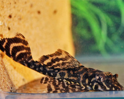 L001 Pterygoplichthys Joselimaianus S/M