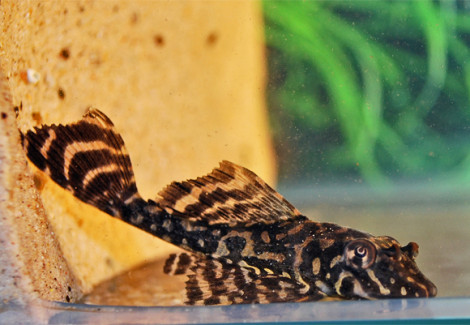 L001 Pterygoplichthys Joselimaianus S/M