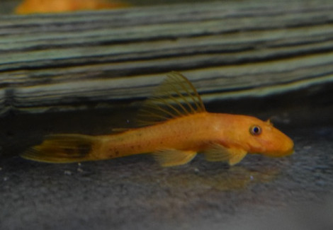 Ancistrus Cf. Cirrhosus Red S/M