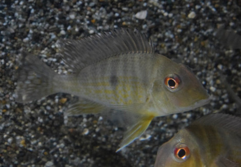 Geophagus Sp. Colombia M/L