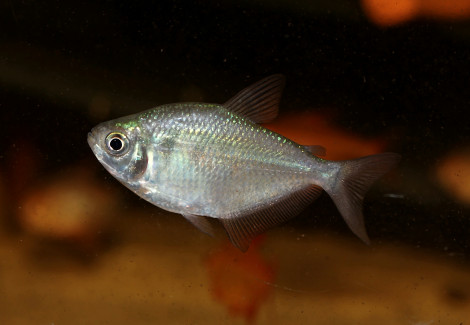 Gymnocorymbus Cf. Bondi M