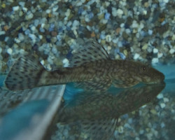 Ancistrus Triradiatus M