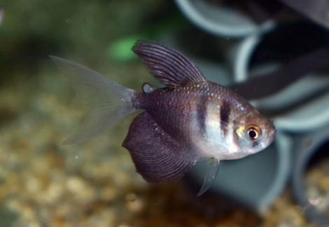 Gymnocorymbus Ternetzi Long Fin M
