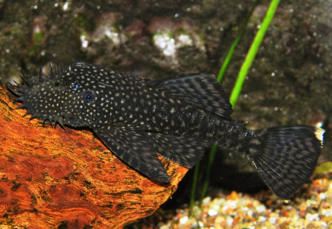 Ancistrus Spec. 4,1-4,9