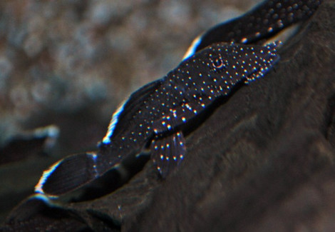 L183 Ancistrus Dolichopterus M