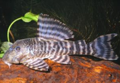 L226 Panaqolus Changae M