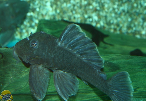 Baryancistrus Beggini L239 M/L