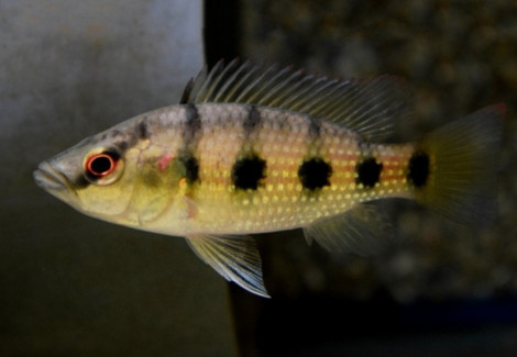 Hemichromis Elongatus M