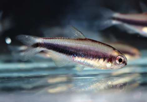 Hasemania Nambiquara M
