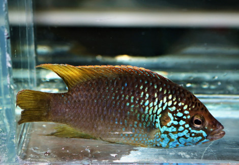 Rubricatochromis Sp. Guinea 1 S/M