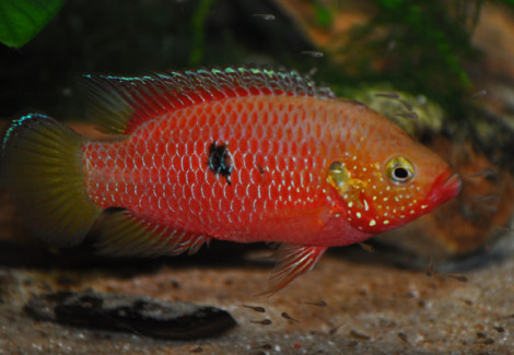 Rubricatochromis Gabon M