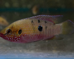 Rubricatochromis Stellifer Oyo Xl