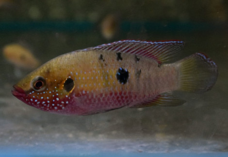 Rubricatochromis Stellifer Oyo Xl