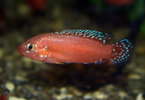 Hemichromis Exsul M/L