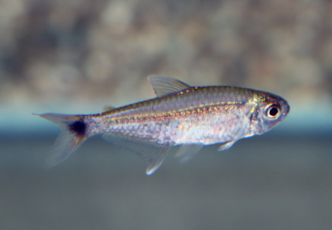 Hemigrammus Rodwayi L
