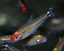 Hemigrammus Bleheri S/M