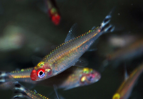 Hemigrammus Bleheri S/M