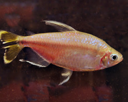Alestopetersius Caudalis L