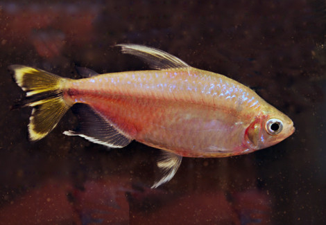 Alestopetersius Caudalis L