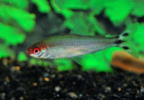 Hemigrammus Bleheri Xl