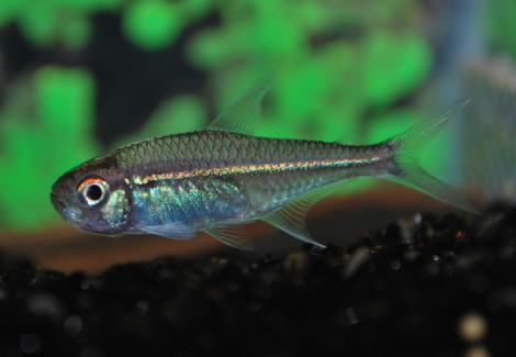 Hoplocharax Goethei M