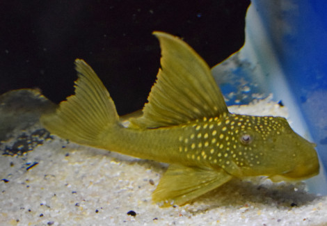 Baryancistrus Demantoides L200 M/L