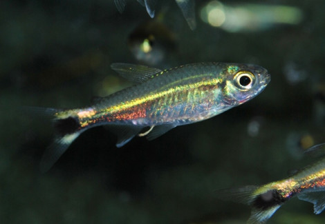 Hemigrammus Hyanuary Xl