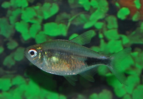 Hemigrammus Pulcher L