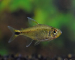 Hemigrammus Rubrostriatus L