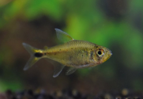 Hemigrammus Rubrostriatus L