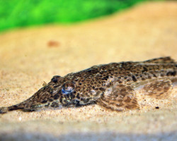 Hemiodontichthys Acipenserinus L