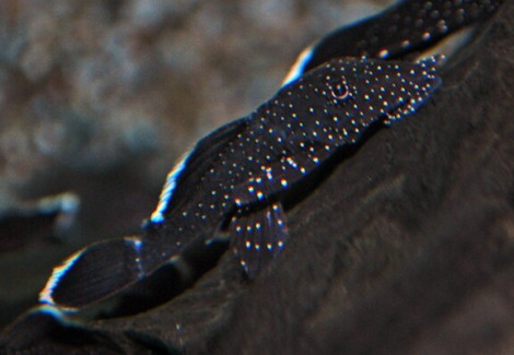 L183 Ancistrus Dolichopterus  S