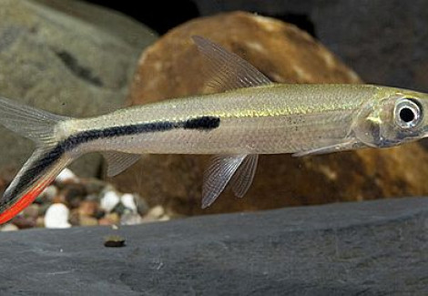 Hemiodus Gracilis Xl