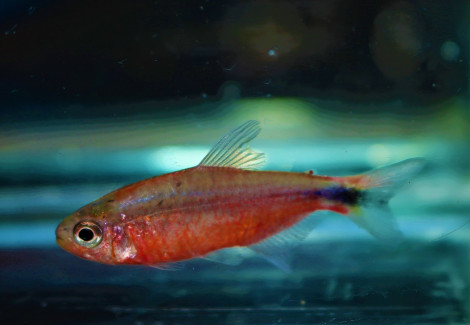 Hyphessobrycon Sp. Infernalis L