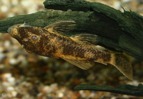 Lda016 Ancistrus Sp. L
