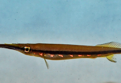 Hemirhamphodon Chrysopunctatus M