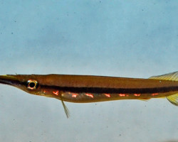 Hemirhamphodon Chrysopunctatus Xl