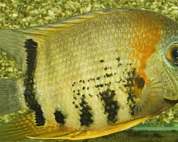 Heros Efasciatus S