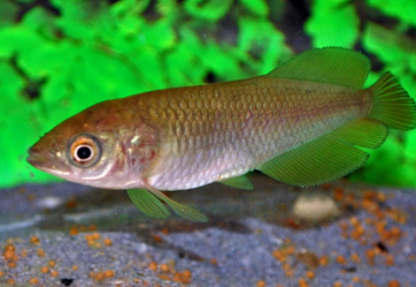 Heterotis Niloticus Xl (25-30Cm)