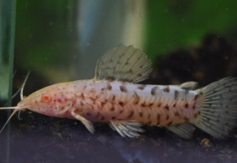 Megalechis Thoracata Albino S/M