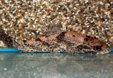 Hoplias Aimara M