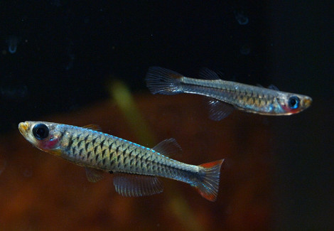Hylopanchax Stictopleuron M