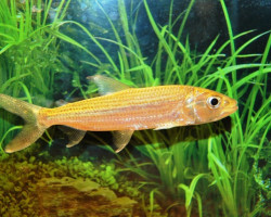 Hydrocynus Goliath S