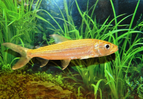 Hydrocynus Goliath S