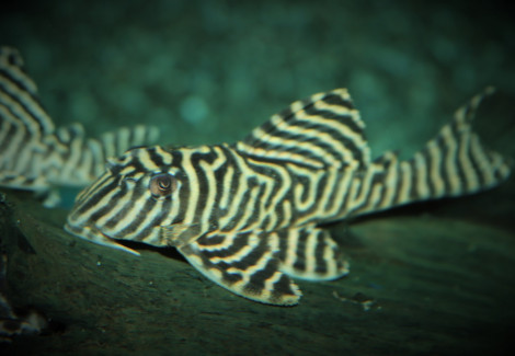 L333 Hypancistrus Sp. M/L