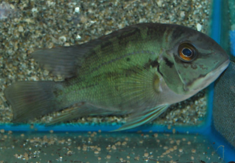 Hoplarchus Psittacus M