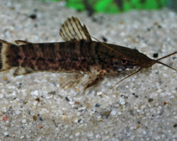 Megalechis Thoracata M