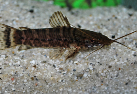 Megalechis Thoracata M