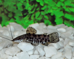 Hoplosternum Thoracatum M